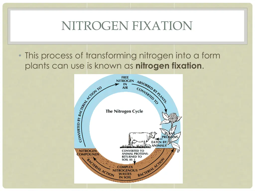 nitrogen fixation