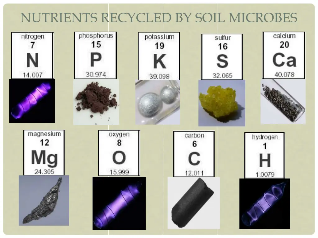 nutrients recycled by soil microbes