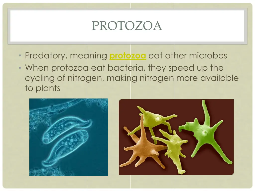 protozoa