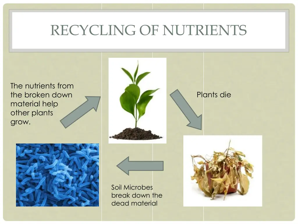 recycling of nutrients