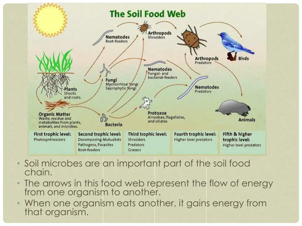 soil microbes are an important part of the soil