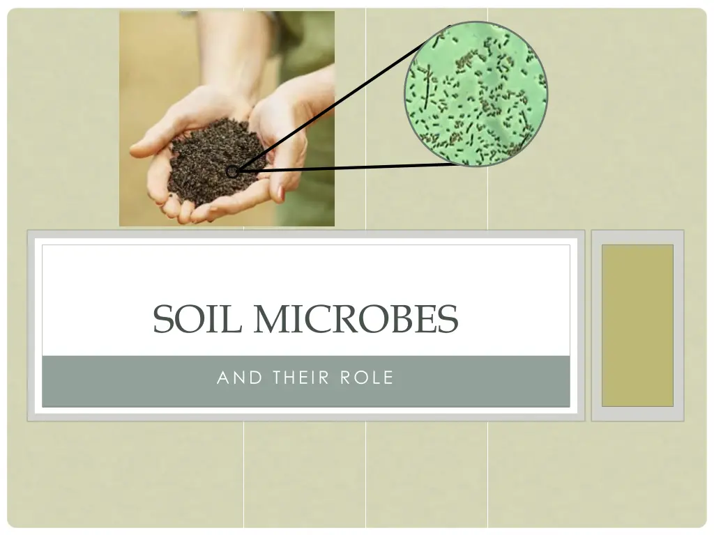 soil microbes