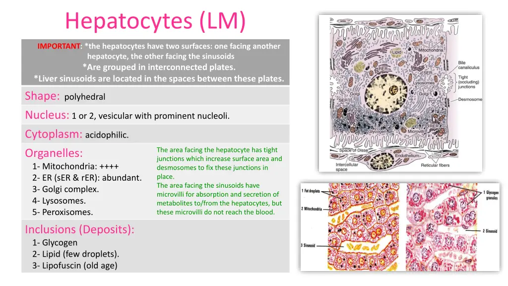 hepatocytes lm