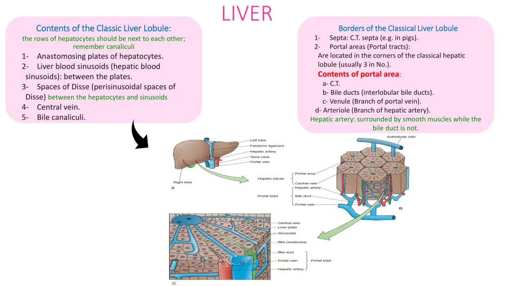 liver 1