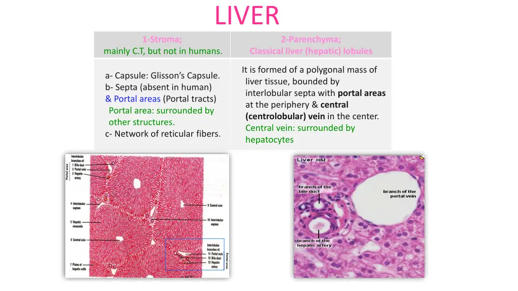 liver