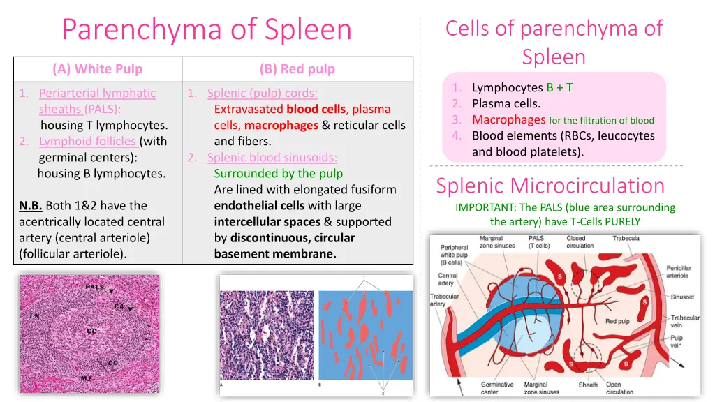 parenchyma of spleen