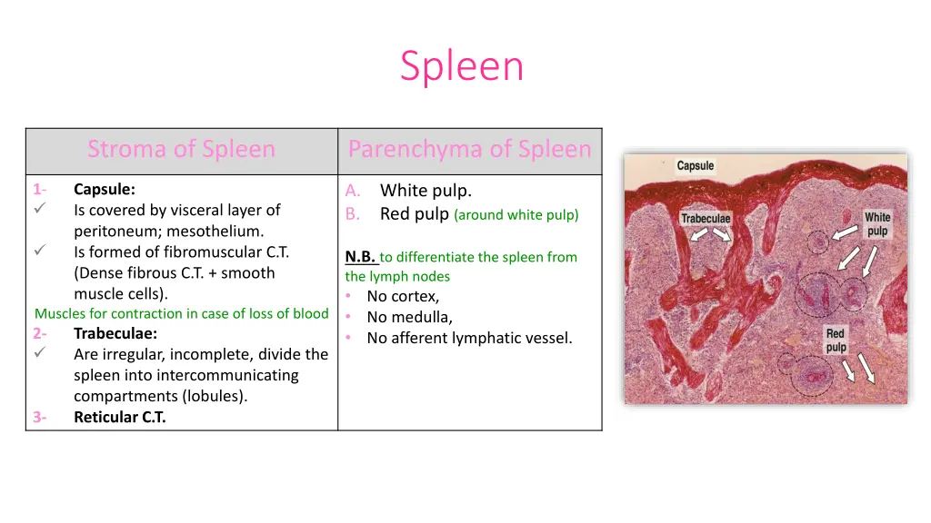 spleen