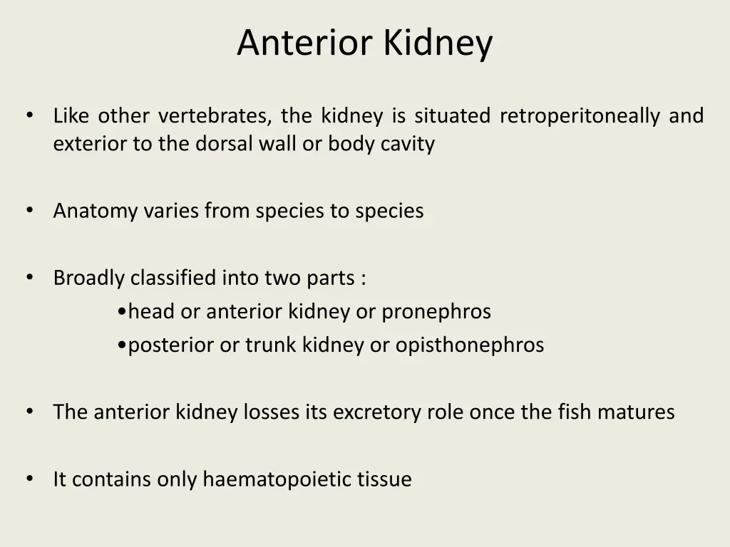 anterior kidney