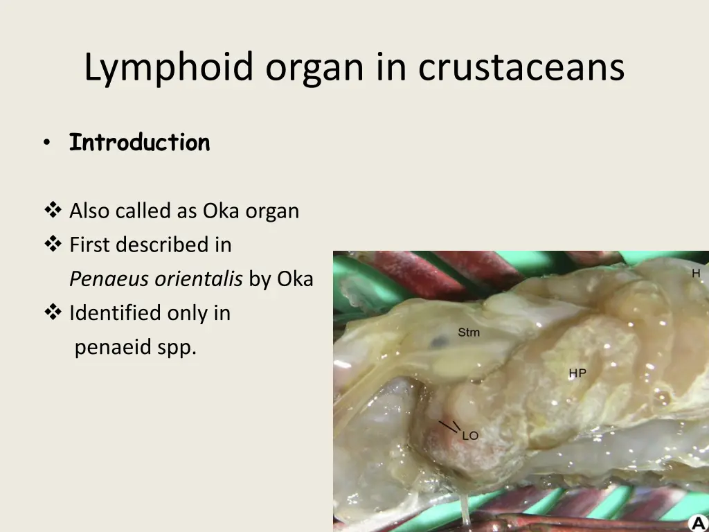 lymphoid organ in crustaceans