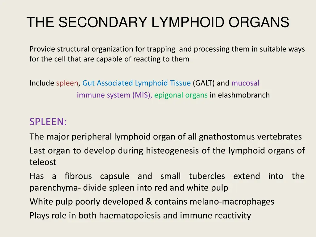 the secondary lymphoid organs