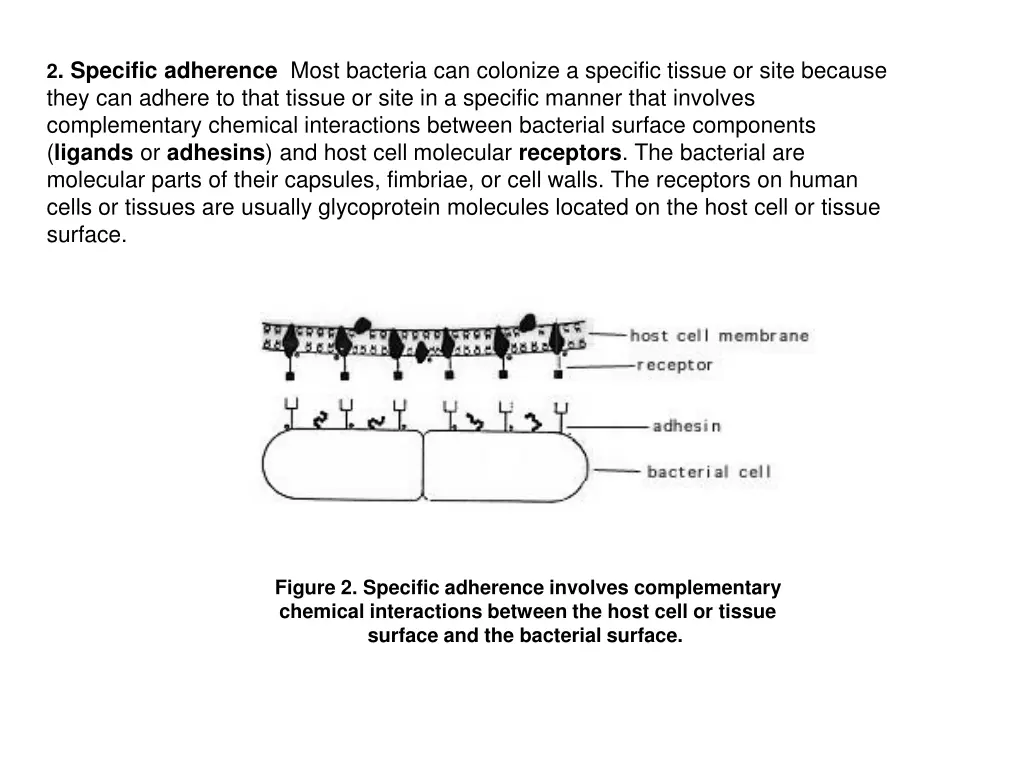 2 specific adherence most bacteria can colonize