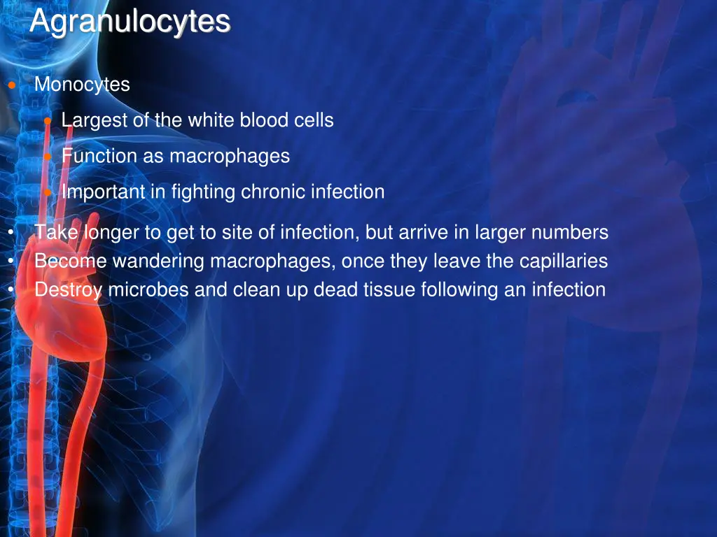 agranulocytes