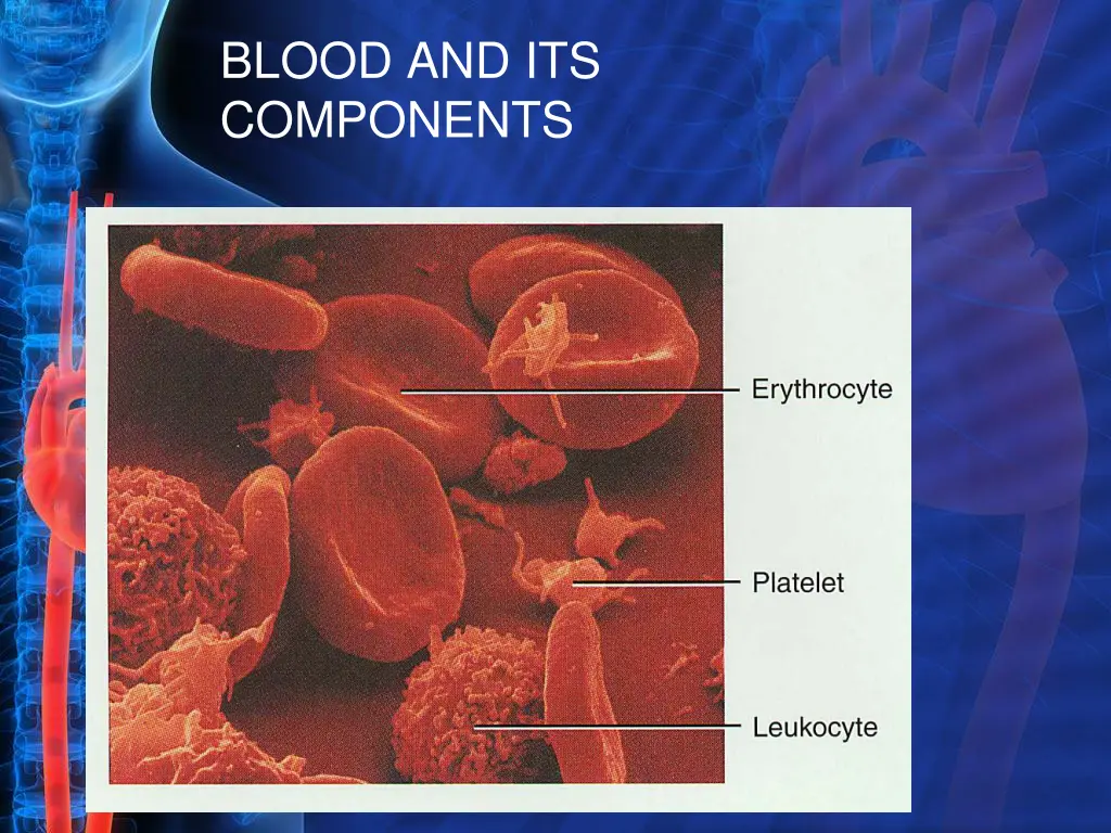 blood and its components