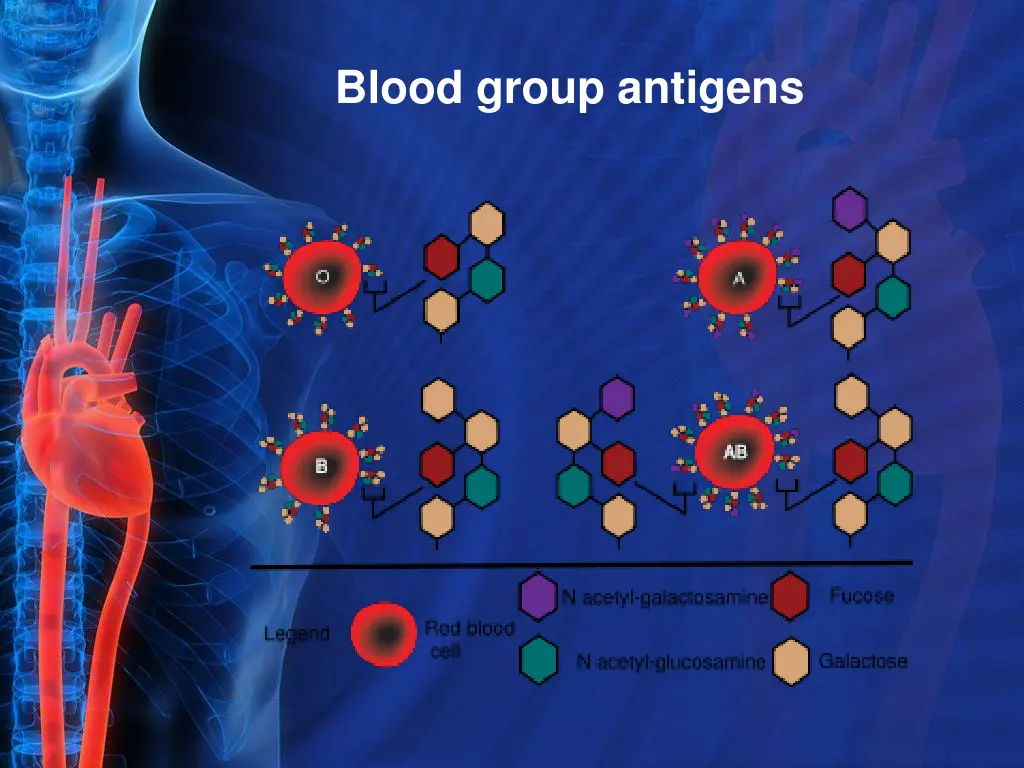 blood group antigens