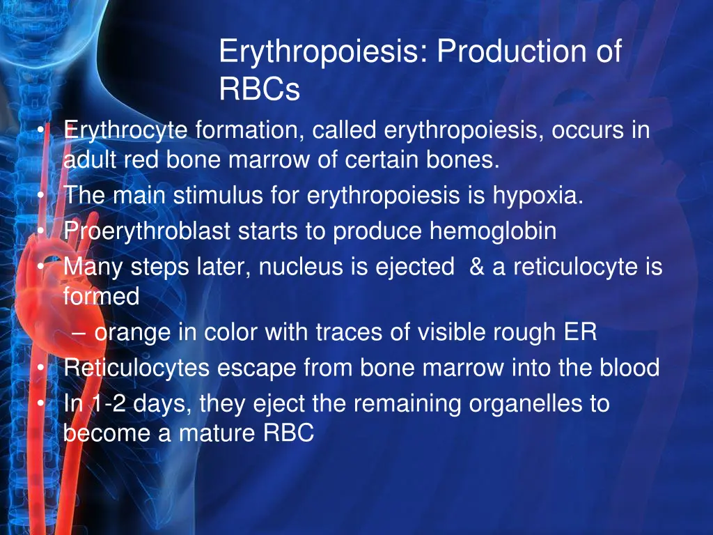 erythropoiesis production of rbcs erythrocyte