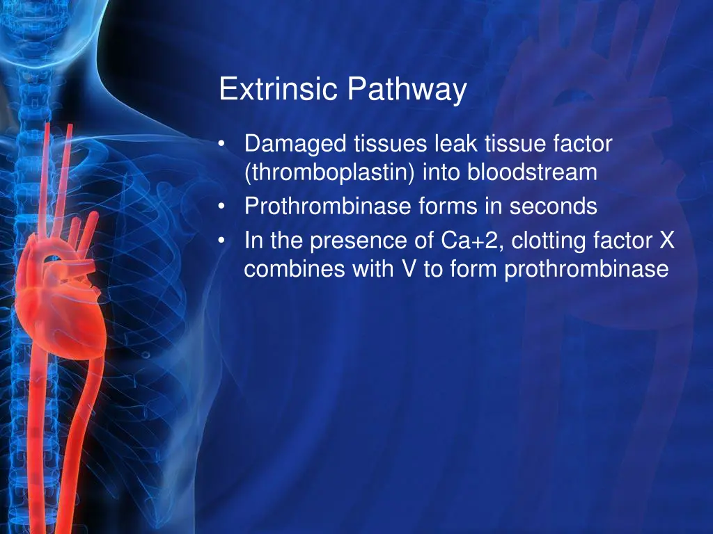 extrinsic pathway