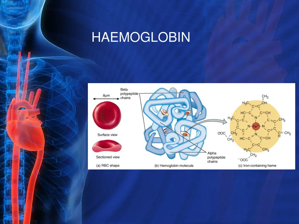 haemoglobin