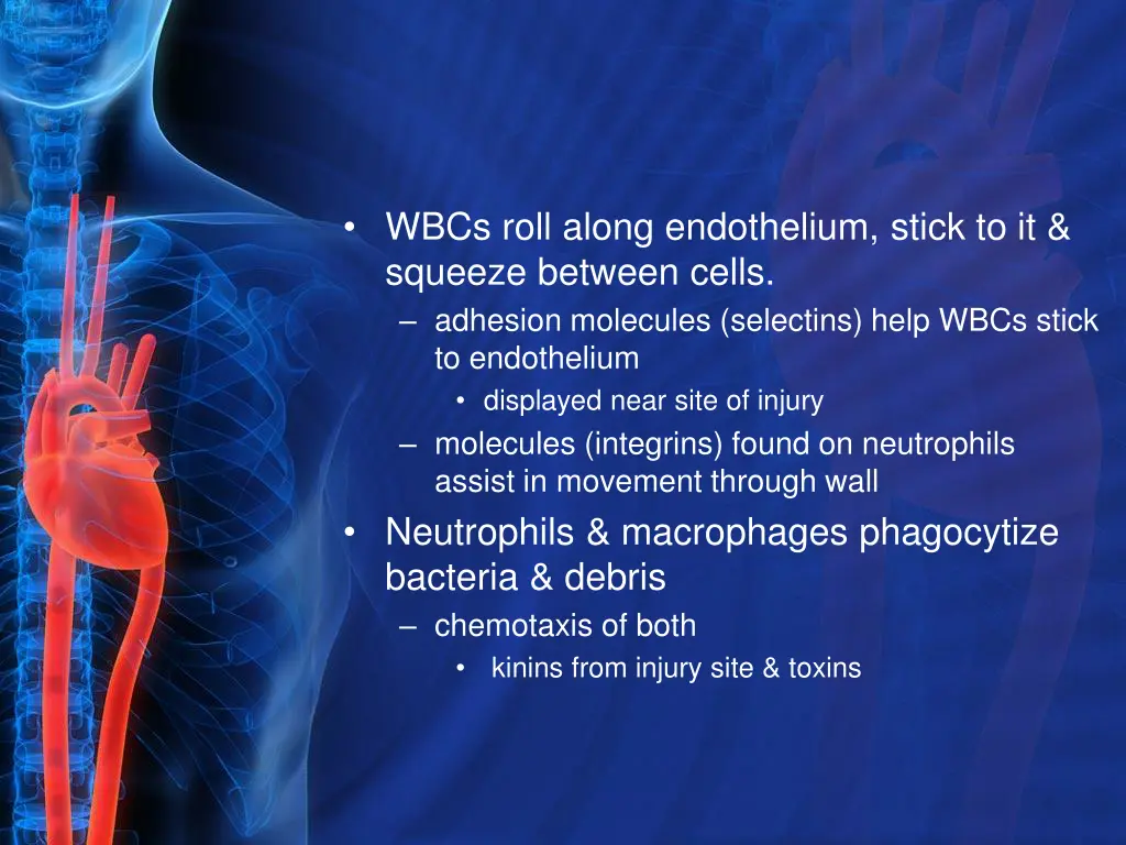 wbcs roll along endothelium stick to it squeeze