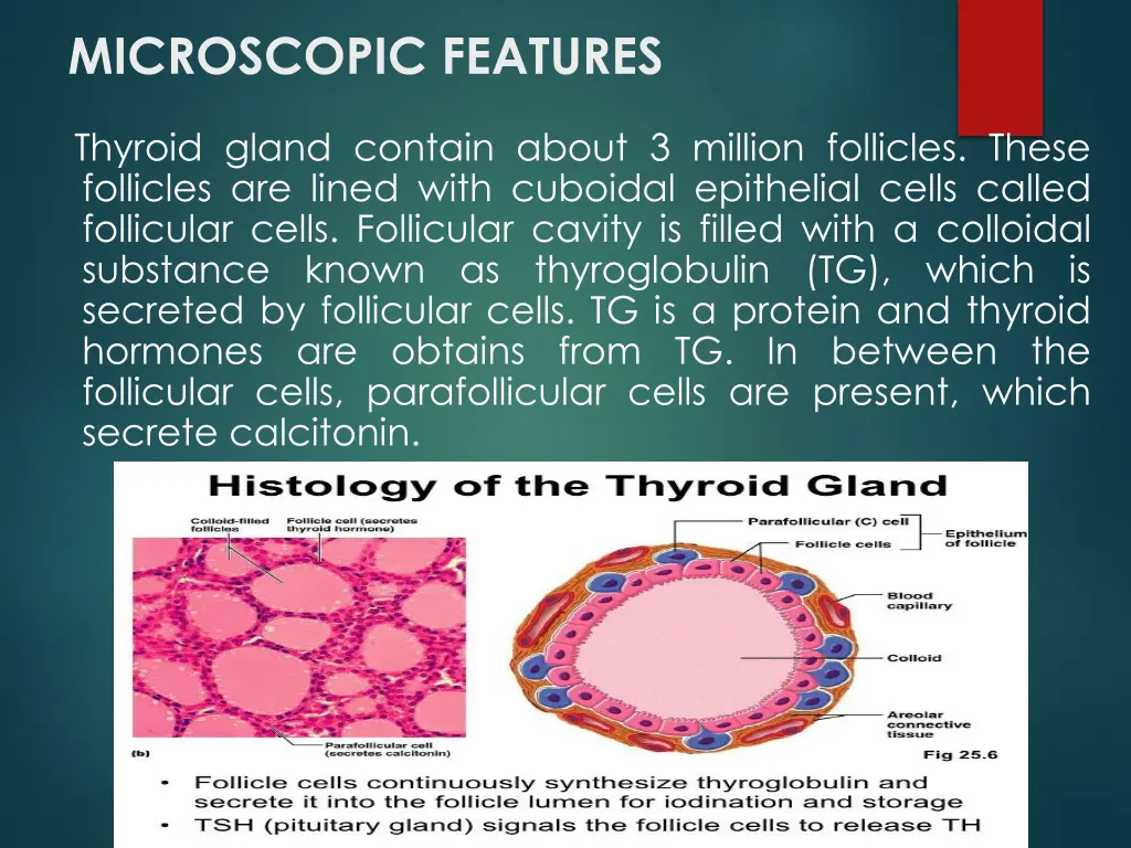 microscopic features