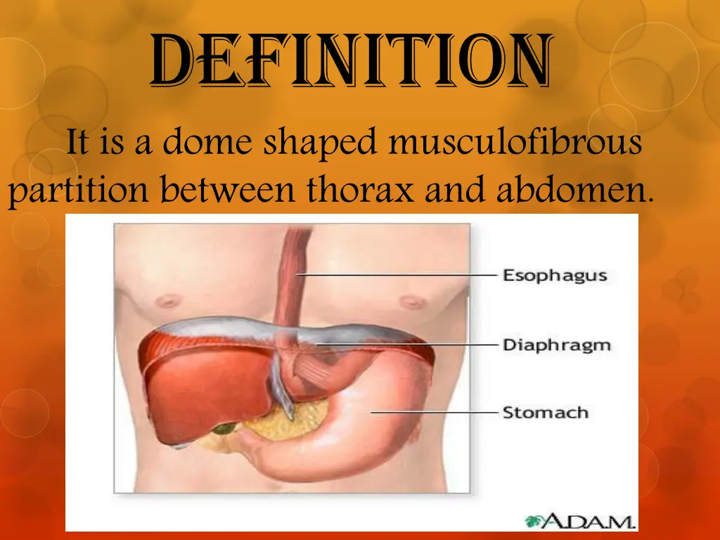 definition it is a dome shaped musculofibrous