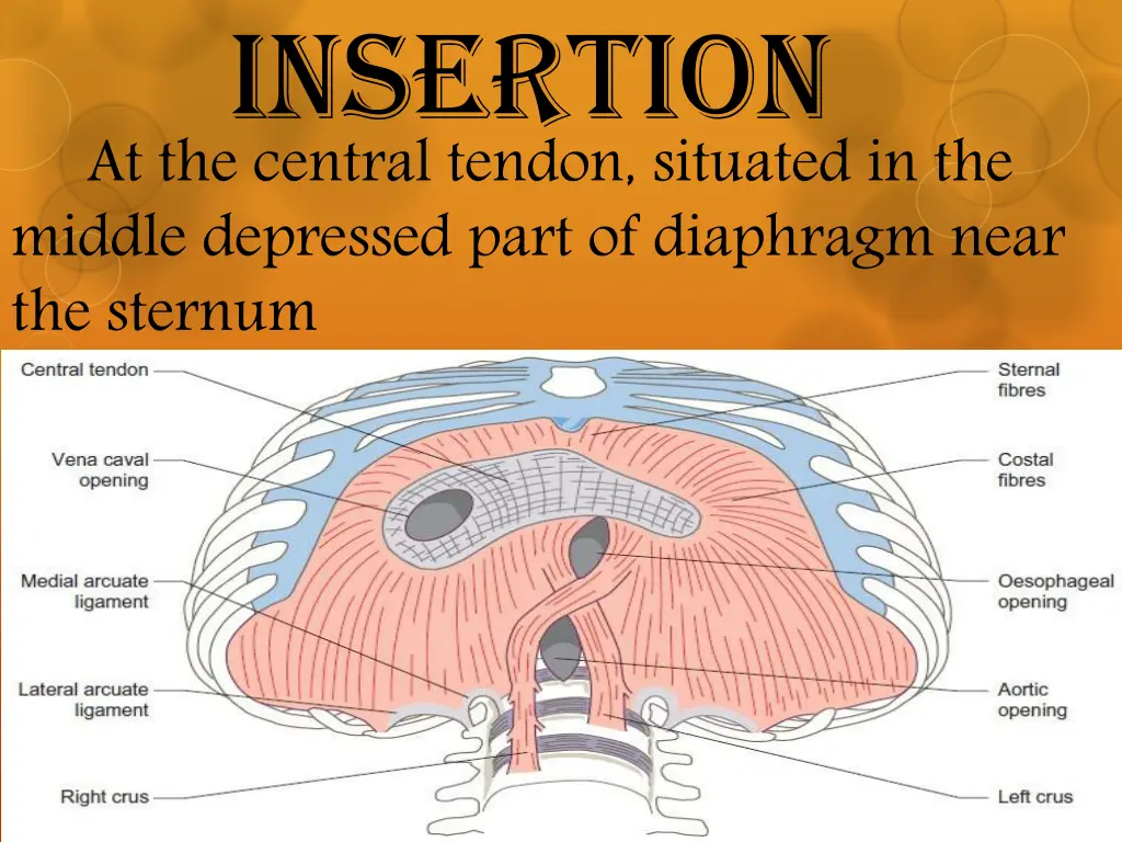 insertion at the central tendon situated