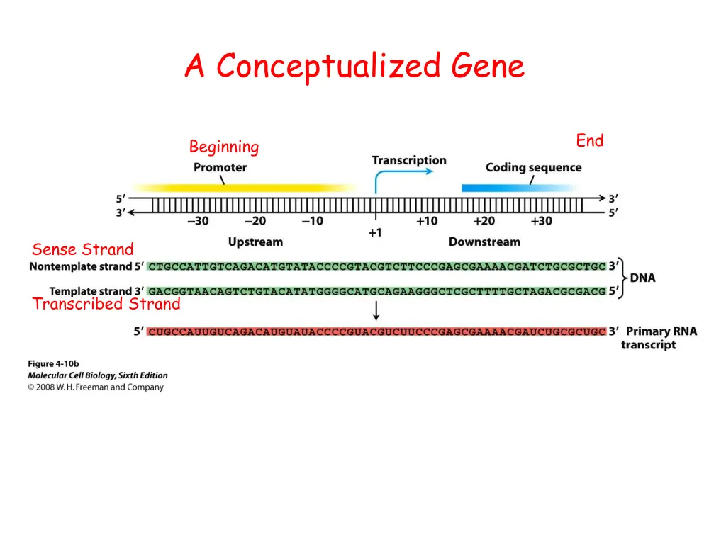 a conceptualized gene