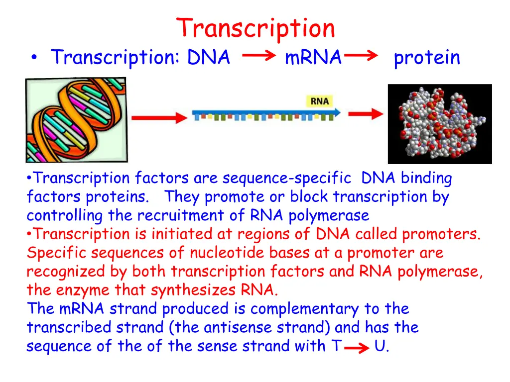 transcription