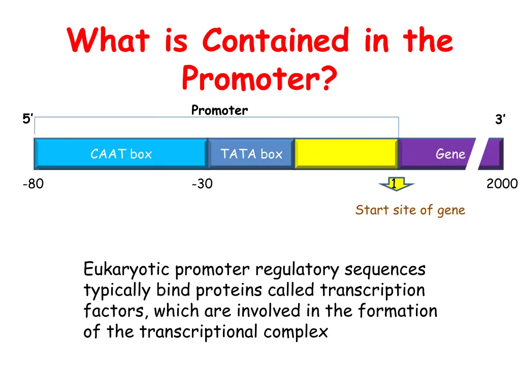 what is contained in the promoter promoter