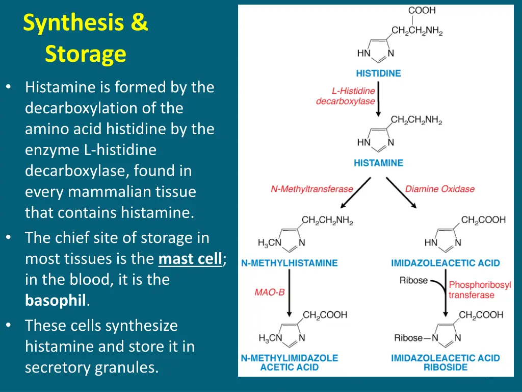 synthesis storage histamine is formed