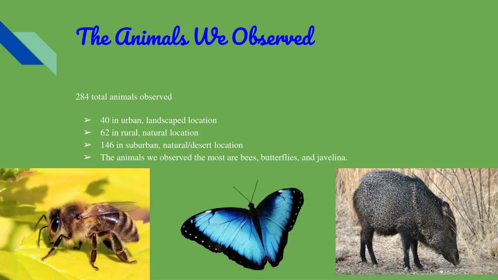 the animals we observed