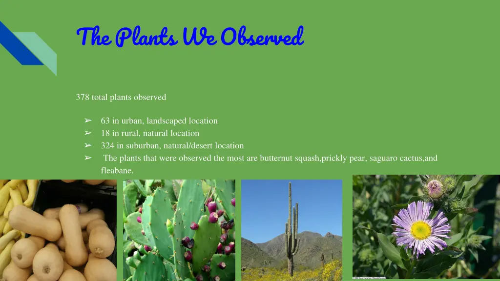 the plants we observed