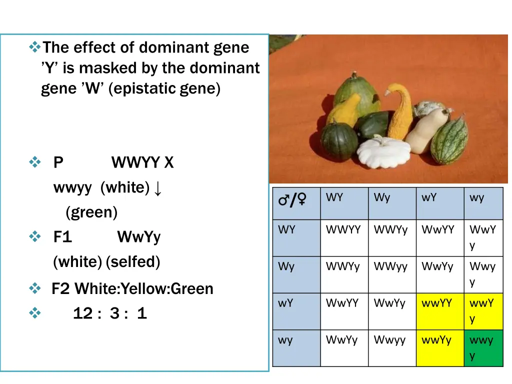 the effect of dominant gene y is masked