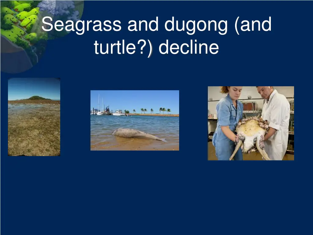 seagrass and dugong and turtle decline