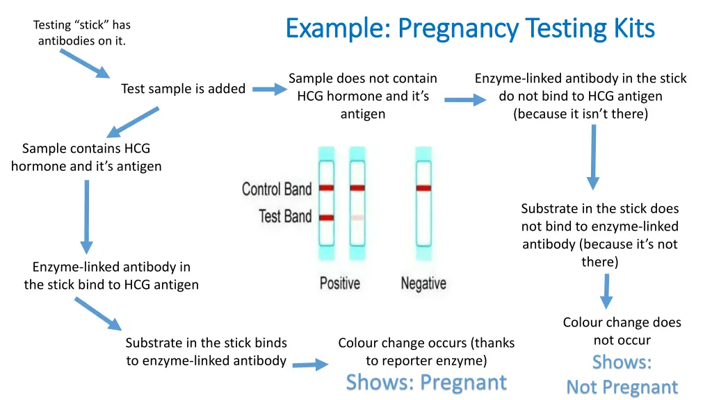 example pregnancy testing kits example pregnancy