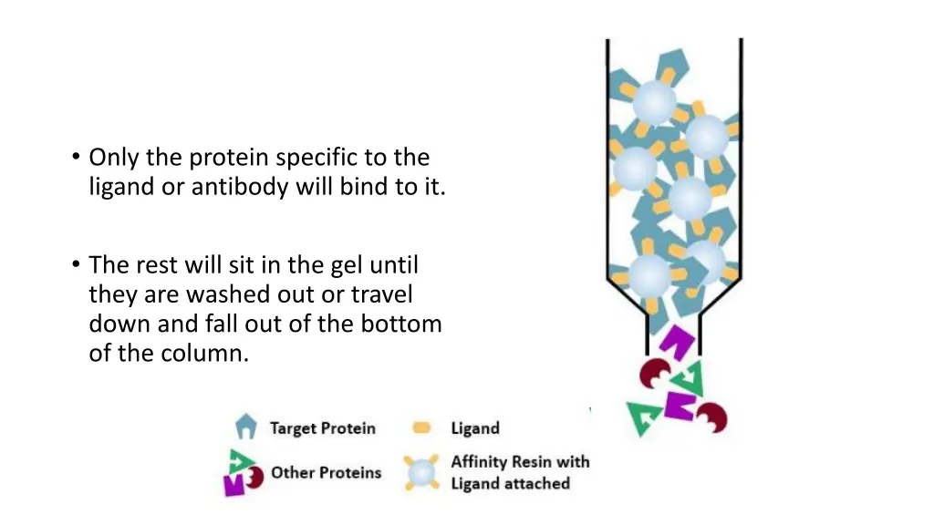 only the protein specific to the ligand