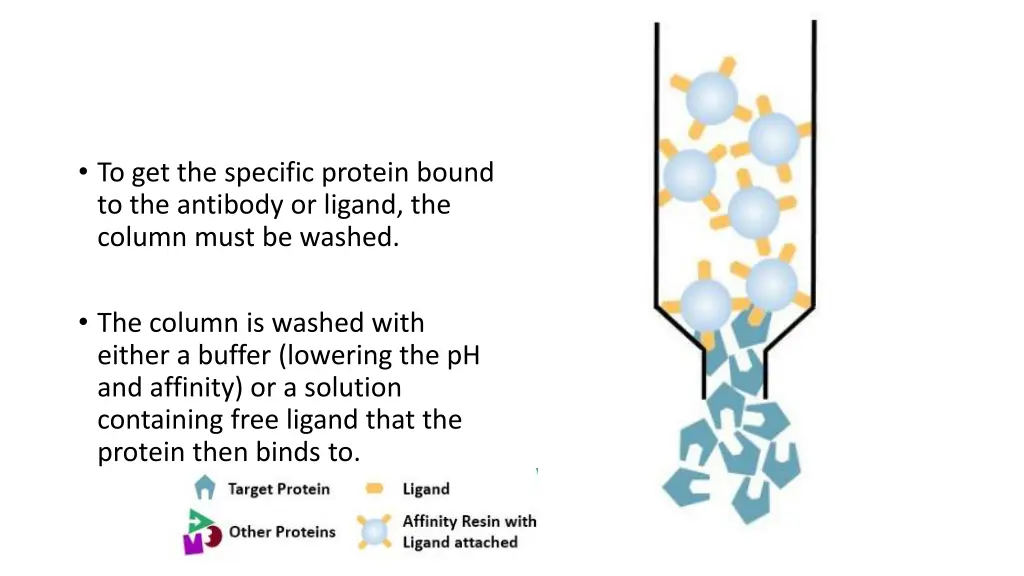 to get the specific protein bound to the antibody