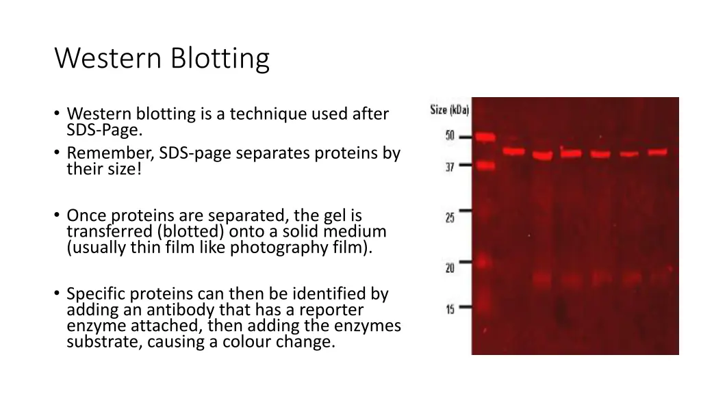 western blotting