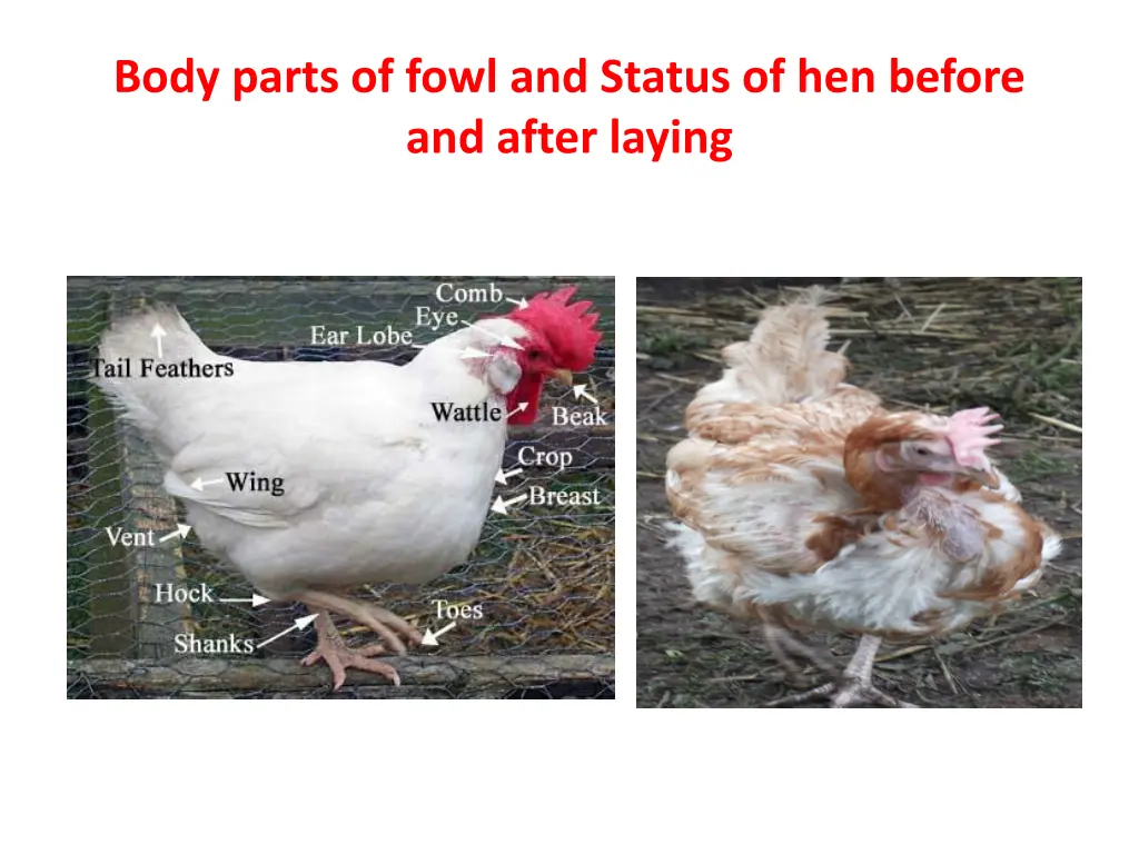 body parts of fowl and status of hen before