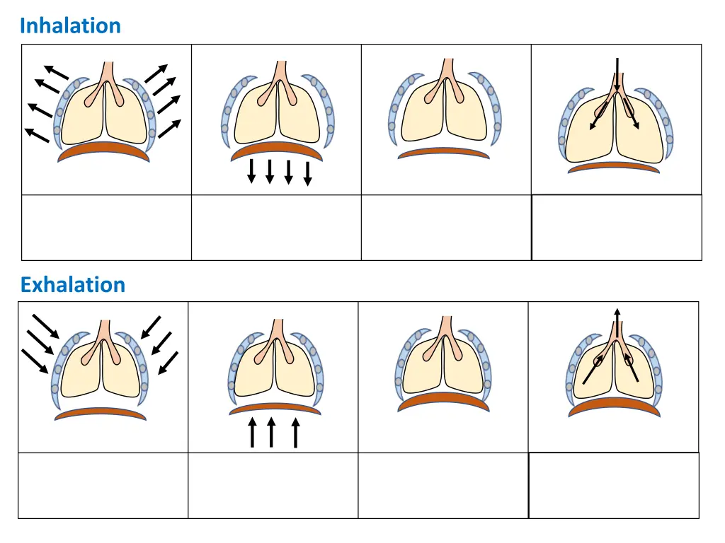 inhalation 1