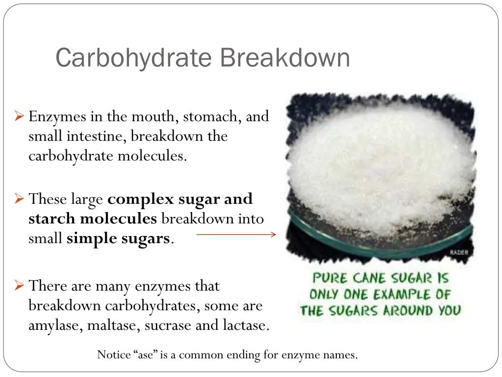 carbohydrate breakdown