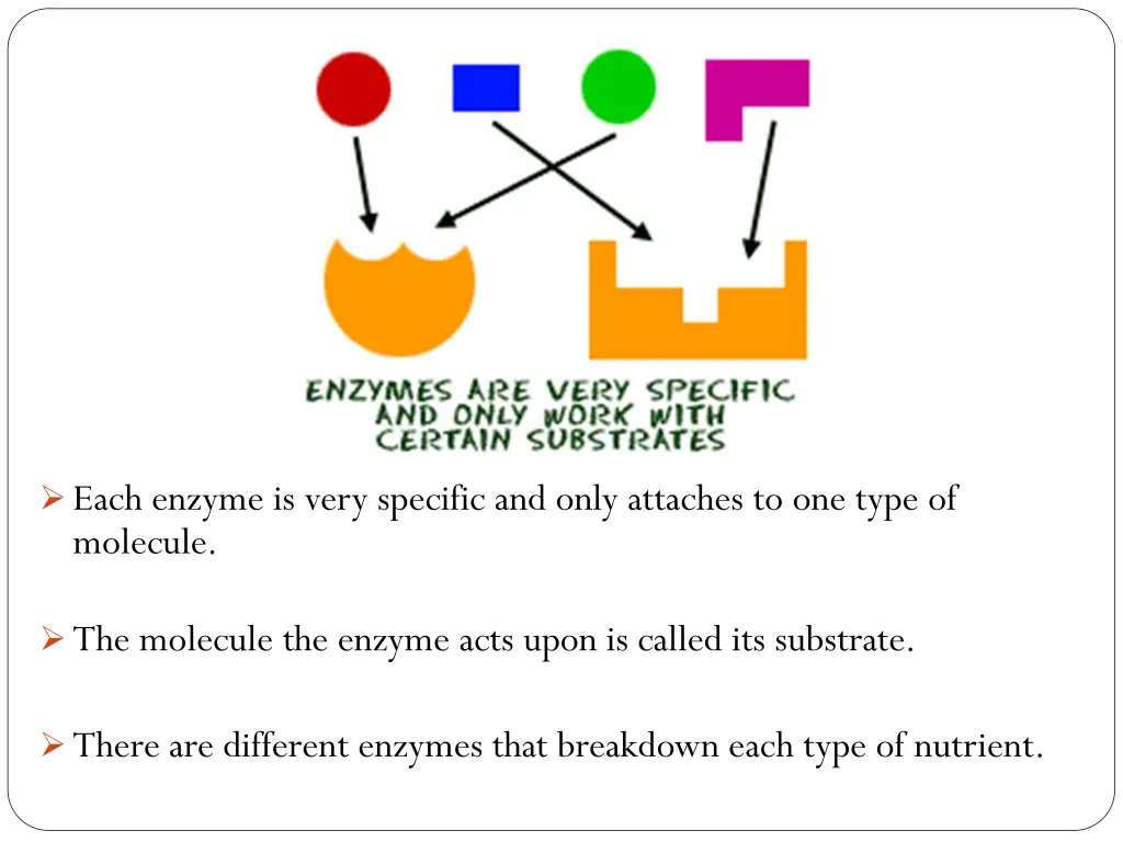 each enzyme is very specific and only attaches