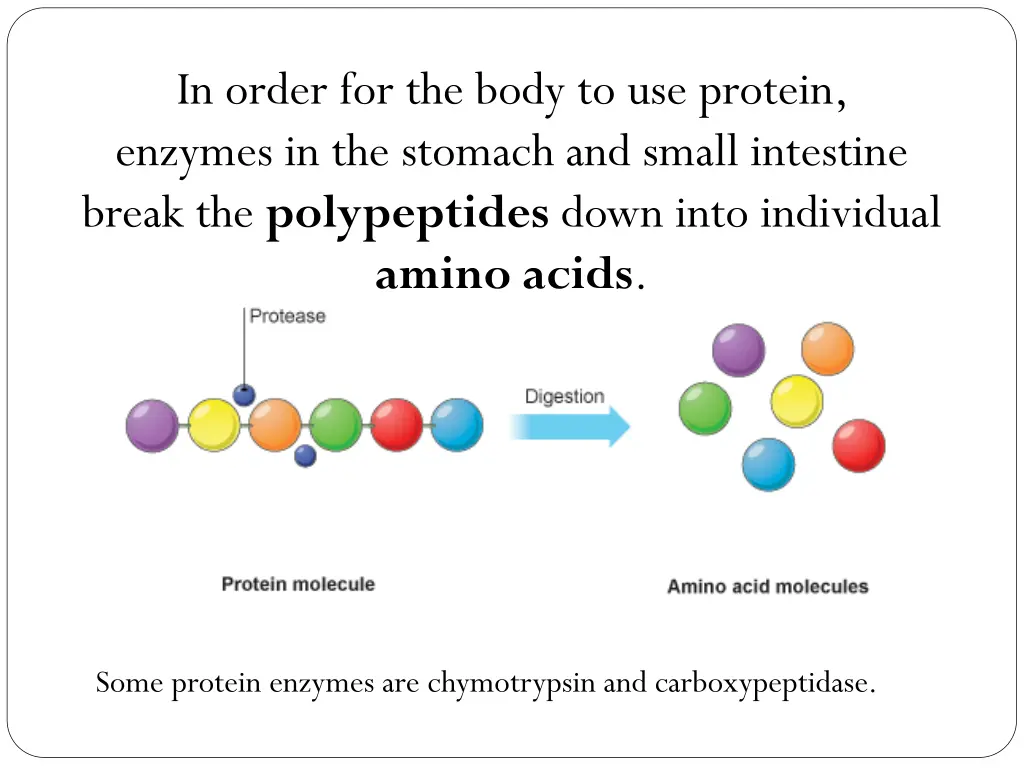 in order for the body to use protein enzymes