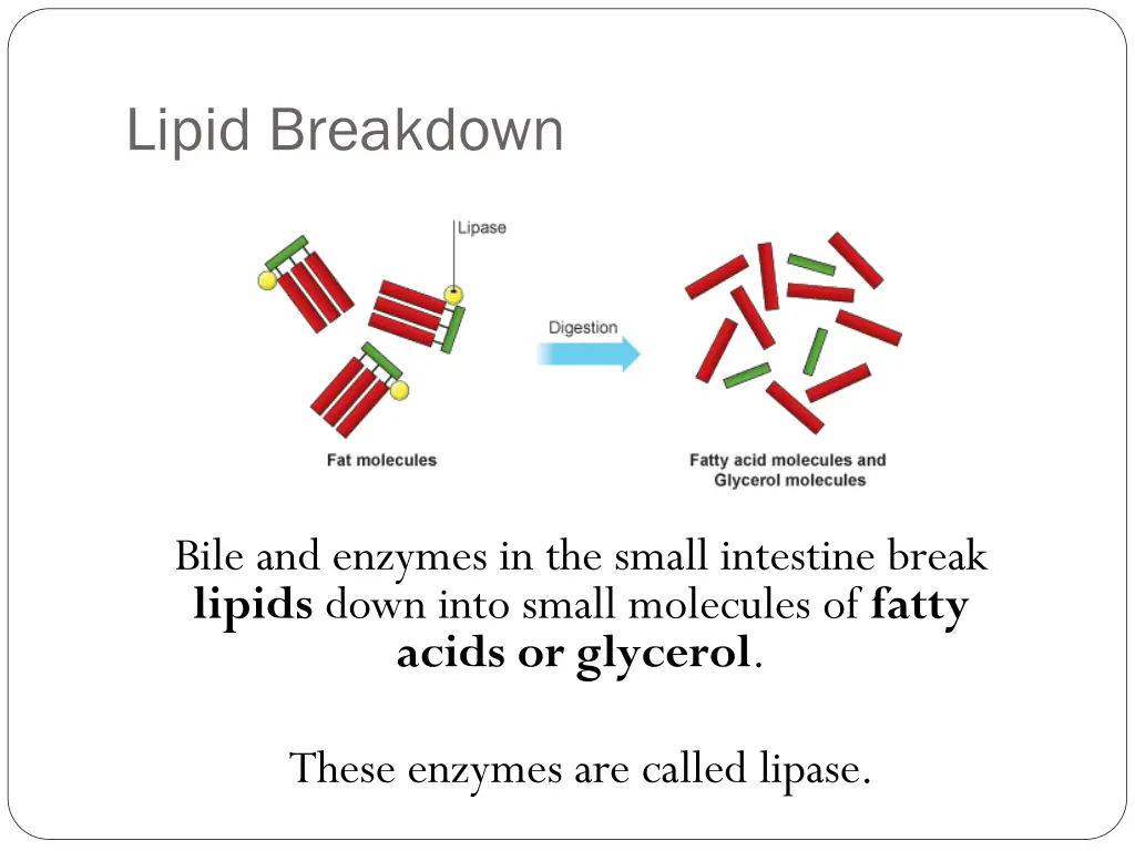 lipid breakdown