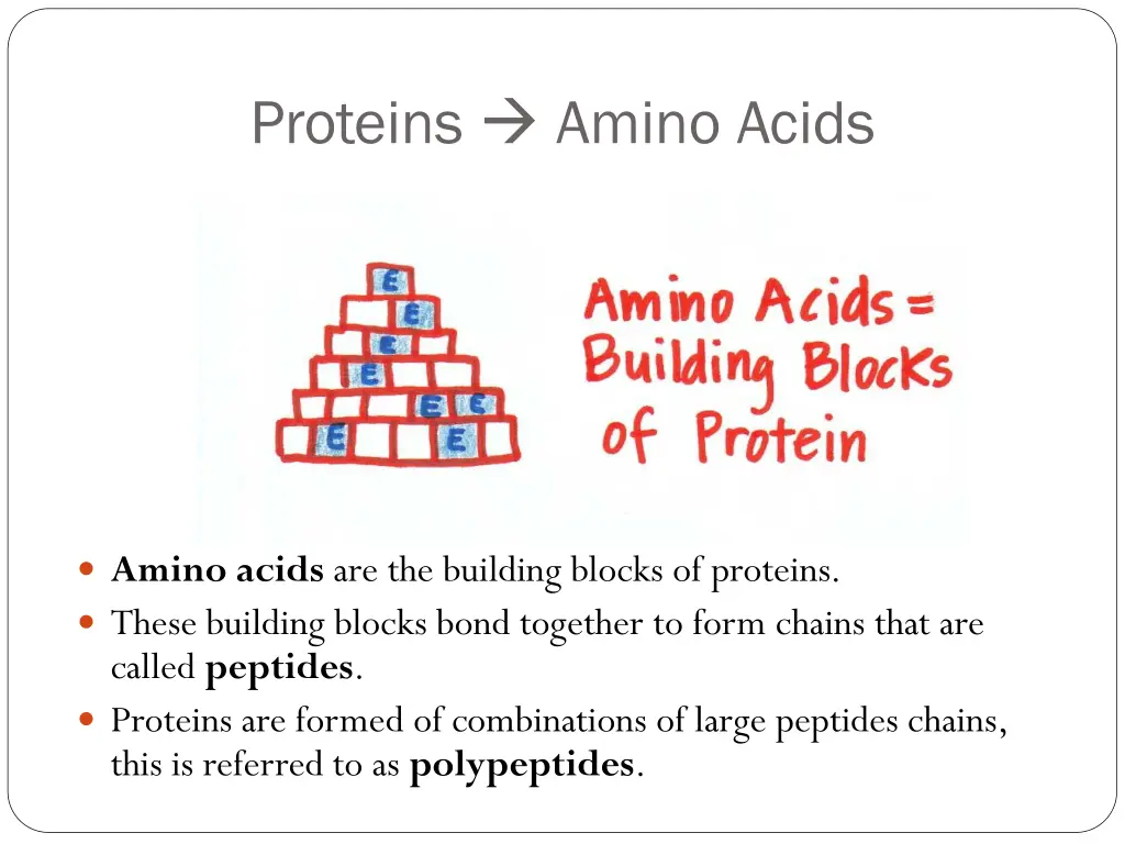 proteins amino acids