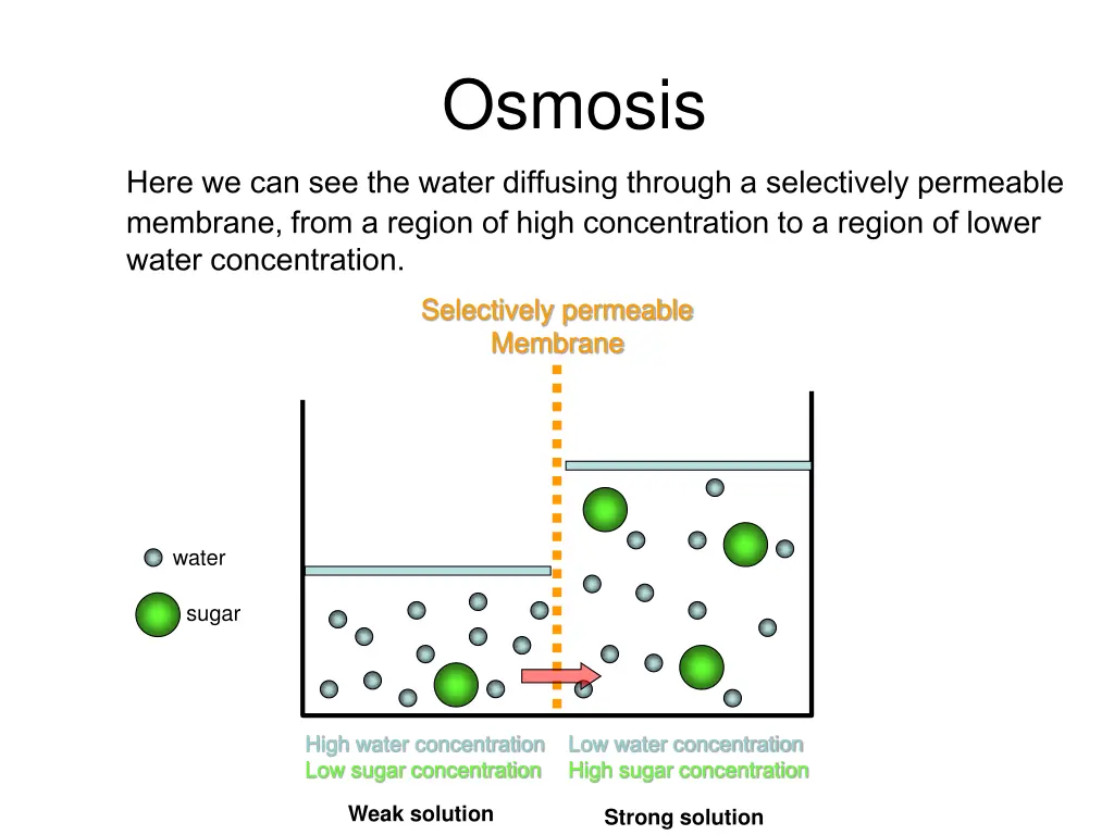 osmosis 1