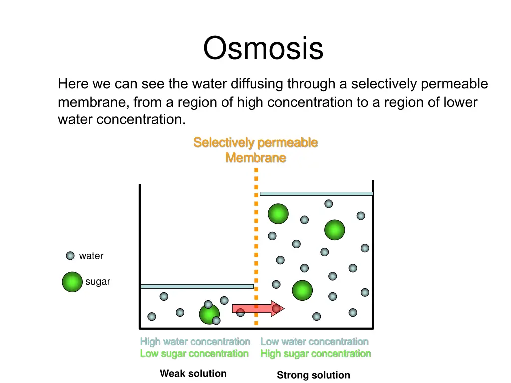 osmosis 2