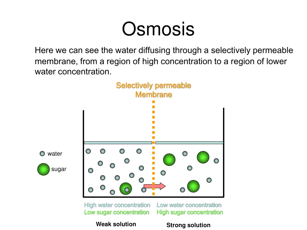 osmosis