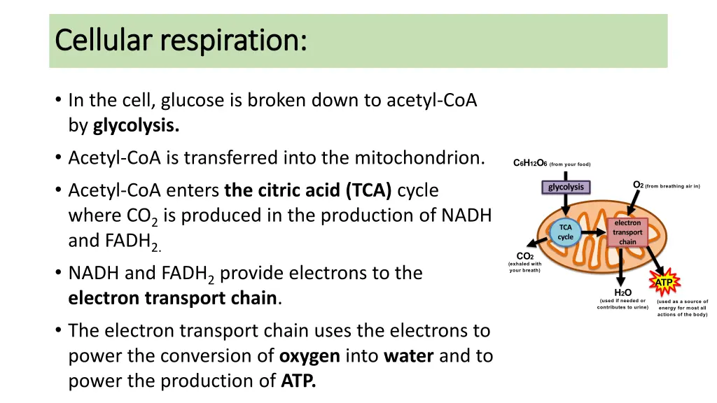 cellular respiration cellular respiration