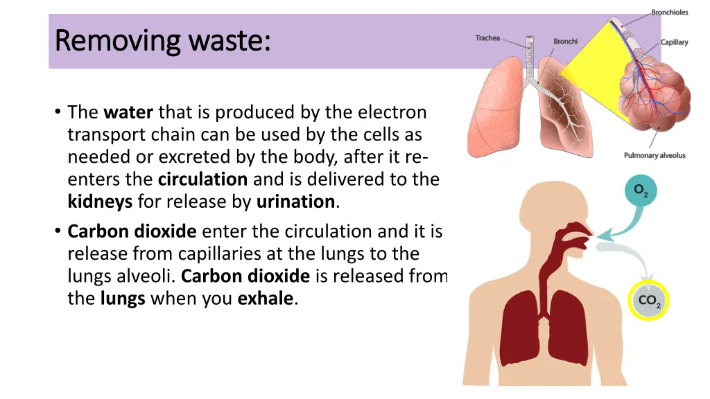 removing waste removing waste