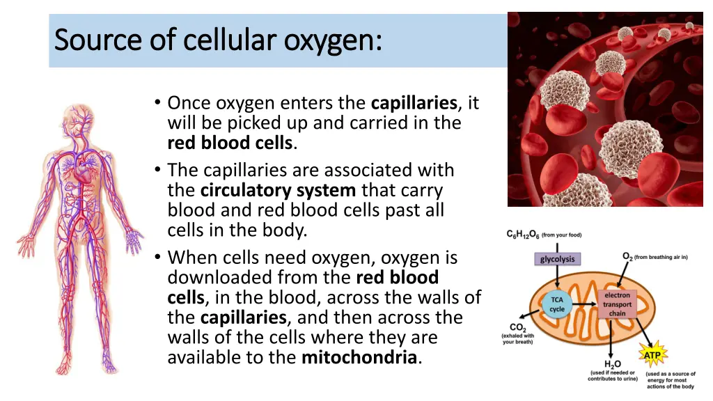 source of cellular oxygen source of cellular 1